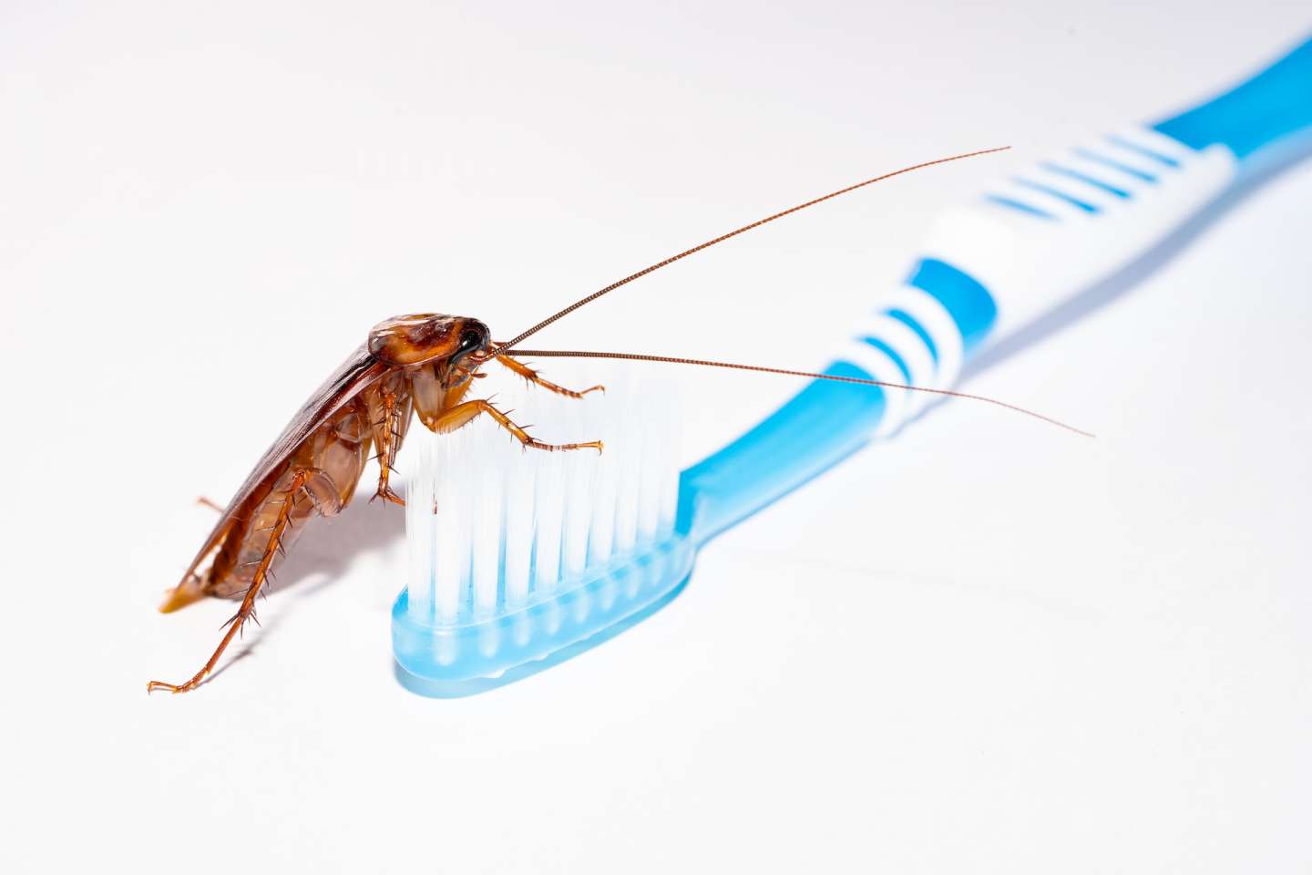 Cockroach Treatment By Pest Control Solutions